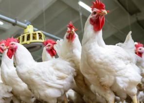 لجنة منتجي الدواجن: استخدام التطبيقات الإلكترونية يساهم في خفض أسعار منتجات الدواجن بنسبة تصل لـ 20%