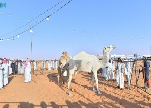 ارتفاع مبيعات مهرجان مزاد الإبل في تربة حائل إلى نصف مليون