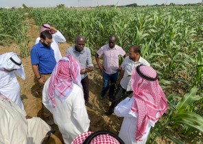 فرع البيئة بجازان ينفذ برنامجاً حقلياً عن الممارسات الزراعيه الجيده لمحصول الذره .