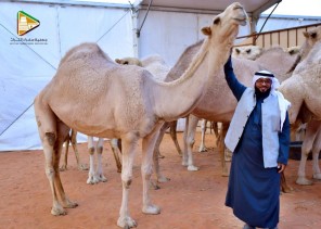 في حوار صحفي .. مالك منقية الزعيمات “موسى بن عبدالعزيز الموسى” : الإبل أحدى مكونات التراث والمورث في المملكة