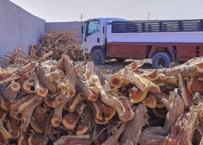 الأسمري يطالب بضرورة اتجاه المواطنين لشراء الحطب والفحم المستورد بديلا عن المحلي