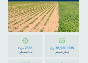 “البيئة” تبدأ صرف تعويضات 2385 مزارعًا توقفوا عن زراعة الأعلاف الخضراء أو قلصوا مساحتها