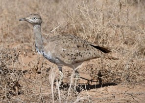 هيئة تطوير محمية الإمام عبد العزيز بن محمد الملكية تطلق عددًا من طيور الحبارى في المحمية وفي محمية الملك خالد