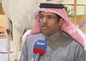 بالفيديو: صاحب ناقة “خرامة” يروي قصة نفوقها ومدة تحنيطها