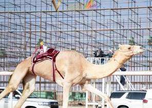 بالأسماء.. لجنة التحكيم في مهرجان الملك عبدالعزيز للإبل تعلن عن أسماء الفائزين في أشواط الفحل وإنتاجه للوني المجاهيم والشقح