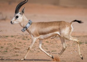 الهيئة الملكية لمحافظة العلا تطلق حملة لإعادة توطين أكثر من 1580 حيوانا بريا ينتمون لأربع فئات