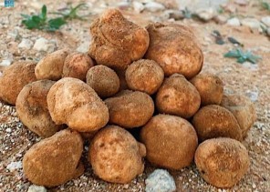 أسواق الفقع بالحدود الشمالية تشهد إقبالاً مبكرًا مع بواد الربيع بأسعار متفاوتة