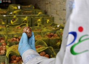 بسبب وجود نمو فطري وتعفن منتشر .. الغذاء والدواء ترفض إدخال 5044 صندوقًا من الكمأ (الفقع) عبر منفذ الحديثة خلال شهر