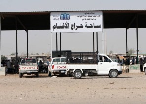 وسط شكاوى جراء الارتفاع المبالغ فيه .. ارتفاع أسعار المواشي قبل رمضان في المملكة والمستهلكين يشترون اللحوم بالكيلو