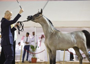 اختتام بطولة طرفة لجمال الخيل العربية الأصيلة بمركز العيد للفروسية بالجنادرية