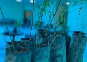 مركز التنمية الاجتماعية بحائل يفعّل أسبوع البيئة 2023م