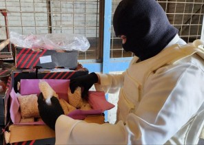 “مكافحة المخدرات” تحبط محاولة تهريب أكثر من (12.7) مليون قرص من مادة الإمفيتامين المخدر