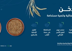 “البيئة”: استخدام التقنيات الحديثة لتطوير زراعة الدُخن وزيادة إسهامه في الأمن الغذائي