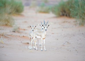 هيئة تطوير محمية الملك سلمان بن عبدالعزيز الملكية تحصل على العضوية الحكومية للاتحاد الدولي