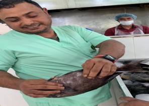 بيئة عسير تصادر أكثر من 70 كيلو من الأسماك الفاسدة