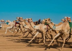 المطية الشبابية لمالكها فهد آل محمد الهاجري تحقق التوقيت الأفضل في منافسات فئة جذاع