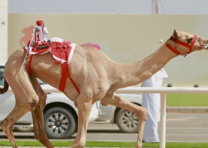 المطية شاهين لمالكها الشيخ “ناصر بن حمد بن عيسى” تحقق لقب الشوط الرئيسي في ختام منافسات فئة “جذاع”