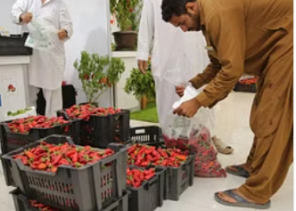 “فلفل شقراء 3” يختتم فعالياته بنجاح ومبيعات بمليون ريال