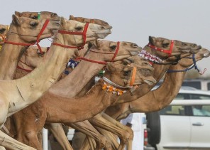 استحداث ماراثون للنساء في مهرجان ولي العهد للهجن