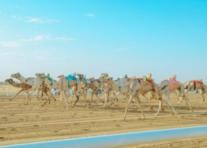 مهرجان ولي العهد للهجن.. المطية (غنايم) تسجل الرقم القياسي الأكبر في منافسات فئة الثنايا