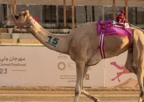 المطية «قطنة» لمالكها سهيل العامري تحقق أفضل توقيت في منافسات الخيل والزمول بميدان الطائف