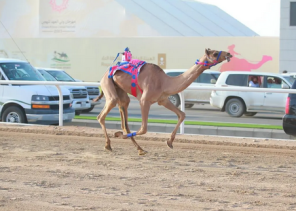 مهرجان ولي العهد للهجن.. فتح باب التسجيل في شوط الماراثون النسائي الدولي