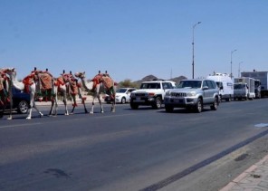 مكتب البيئة بالطائف ينظم مسيرة بالهجن والسيارات الرسمية احتفاءاً بوصول القافلة الزراعية الارشادية