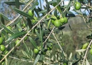 تعتبر الأولى من نوعها .. المزارعين يتوافدون على معصرة حديثة لزيت الزيتون في حائل لعصر الزيتون