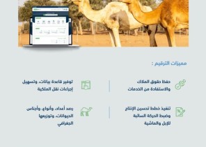 “البيئة” تُعلن عن مهلة (5) أشهر لترقيم الإبل وتسجيلها مجانًا عبر منصة “نما” الإلكترونية