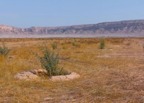 “الغطاء النباتي” يزرع مليون شجرة في واحة بريدة بالتعاون مع القطاع الخاص