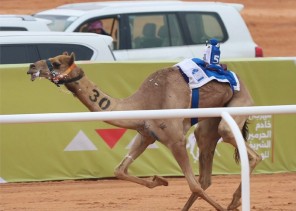 في خامس أيام مهرجان خادم الحرمين الشريفين للهجن: صمله .. تخطف التوقيت الأفضل في الـ “جذاع”