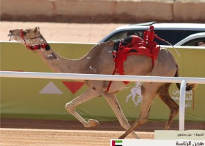 الوثبة ..التوقيت الأفضل في اليوم العاشر لمهرجان خادم الحرمين الشريفين للهجن