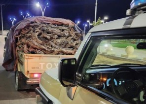 ‏شرطة محافظة طبرجل بمنطقة الجوف تضبط مخالفًا لنظام البيئة