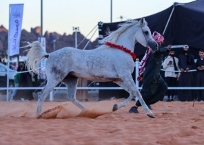 عروض الخيول العربية ورمي السهام في جناح فروسية حائل تجذب زوار الرالي