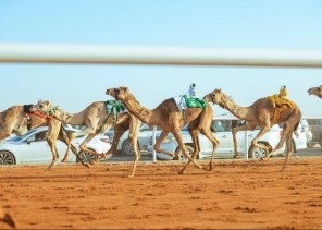 بحضور فهد بن جلوي .. انطلاق مهرجان خادم الحرمين الشريفين للهجن