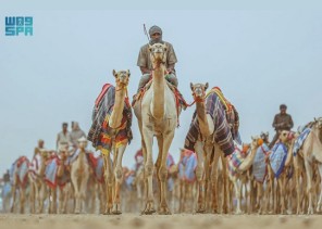 الهيئة الملكية لمحافظة العُلا تعلن إقامة كأس العُلا للهجن 2024