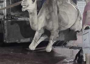 سواعد الحي بمركز المسفلة يوزع لحم قعود ليلة ٢٧ رمضان