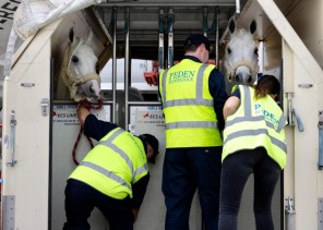 وصول جياد كأس العالم لقفز الحواجز والترويض الى الرياض