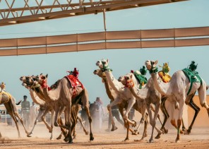 16 دولة تشارك في مهرجانات وبطولات اتحاد الهجن