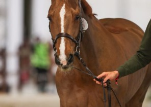فحص جياد كأس العالم لقفز الحواجز والترويض والفرسان يجرون تدريبهم الأول
