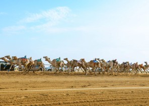 مالك هجن قطري يتصدر ترتيب جائزة “سيف السعودية”
