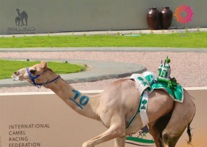“مذهل” في القمة و”السائح” يخطف النجومية.. مهرجان ولي العهد للهجن في ثاني أيام الفترة الختامية