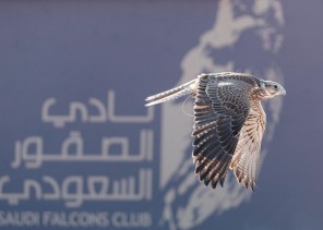 كأس نادي الصقور السعودي في حفر الباطن.. إبراز للموروث واعتزاز بالثقافة