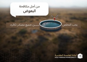 أمانة العاصمة المقدسة تباشر 557 بلاغًا لمكافحة البعوض الناقل لحمى الضنك