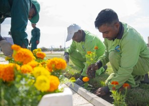 أمانة الطائف تزرع شتلات الزهور الحولية في 300 موقعاً تعزيزاً للأثر الجمالي