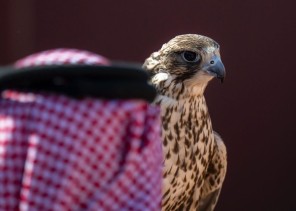 شركات ومؤسسات تستثمر في الصقارة من بوابة مهرجان الملك عبدالعزيز للصقور 2024