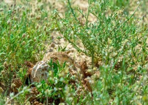 حرس الحدود يهيب بهواة الرحلات البرية والباحثين عن نبات الفقع عدم الاقتراب من المناطق الحدودية