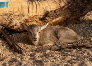ولادة أول ظبي رملي لموسم ربيع 2025 في محمية الأمير محمد بن سلمان الملكية