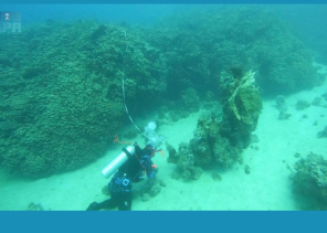 «عمرها 800 عام» .. البحر الأحمر الدولية تكتشف أكبر مستعمرة مرجانية من نوع “بافونا” في مياه أمالا