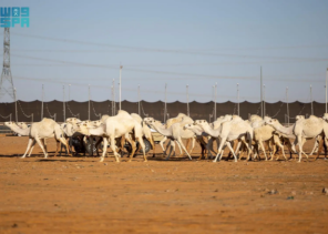 انطلاق النسخة الثانية من مزاد الإبل بدومة الجندل برعاية أمير الجوف وسط حضور كبير ومنافسة تراثية واقتصادية